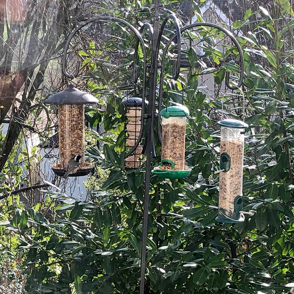Birds in my garden